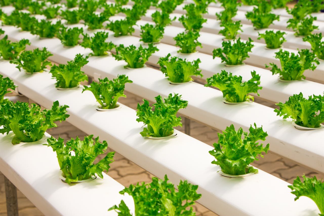 Mastering the First Impression: Your intriguing post title goes here Fresh hydroponic lettuce plants growing in an indoor farm setup, showcasing modern agriculture.
